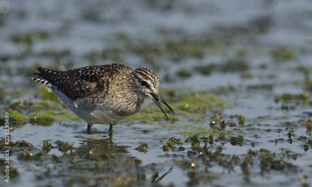 Wood Sandpiper - Tringa glareola, Crete Wood Sandpiper - Tringa glareola, Crete