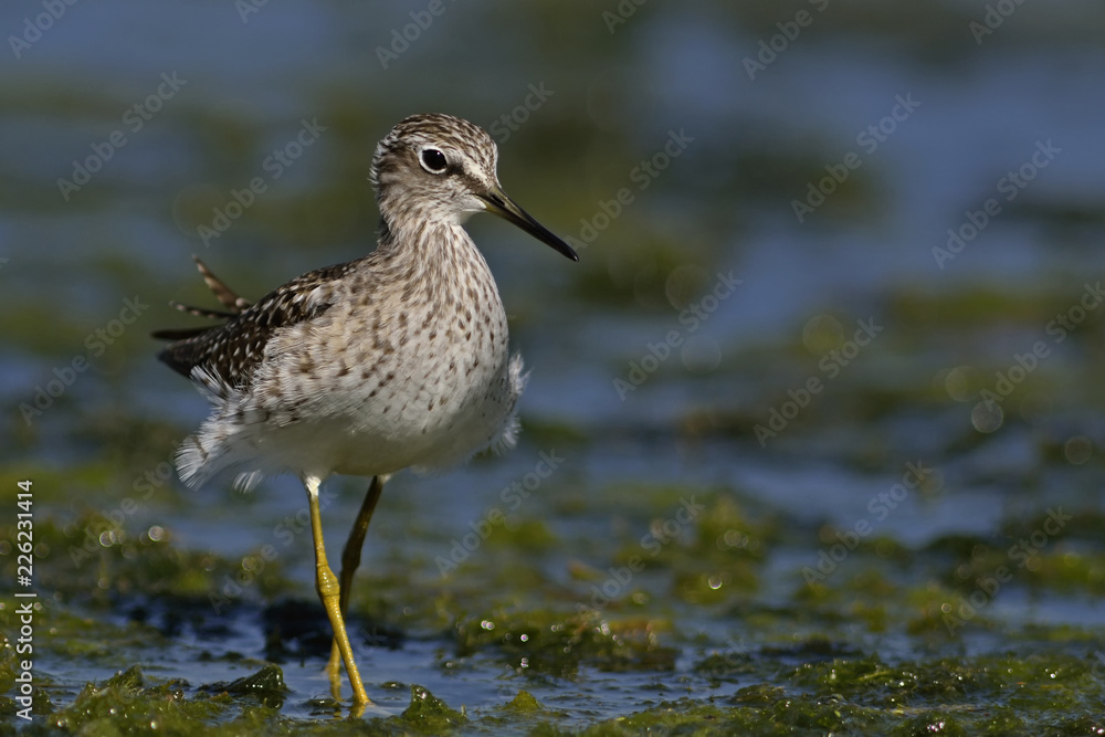 Wood Sandpiper - Tringa glareola, Crete Wood Sandpiper - Tringa glareola, Crete