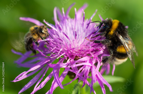 bumblebees on a flower © Aleksandr Kalegin