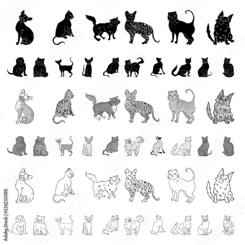 Breeds of cats cartoon icons in set collection for design. Pet cat vector symbol stock web illustration.