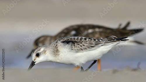Cuadro en lienzo Sanderling (Calidris alba), Greece
