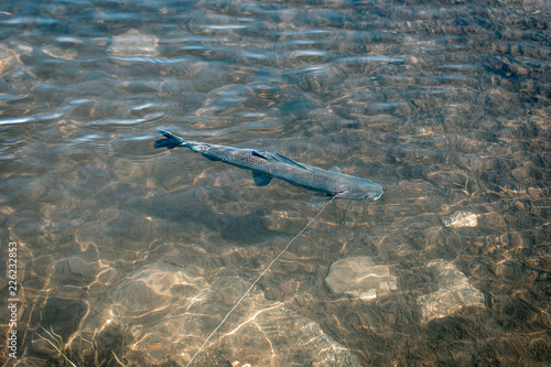 Grayling fishing at river
