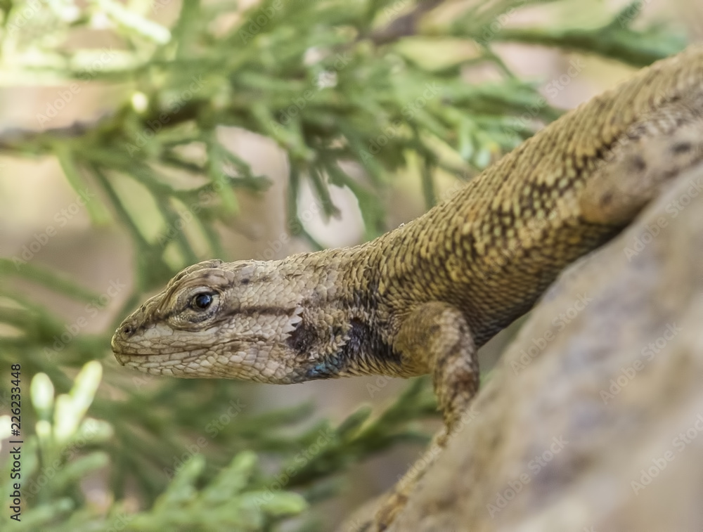 Obraz premium Lizard