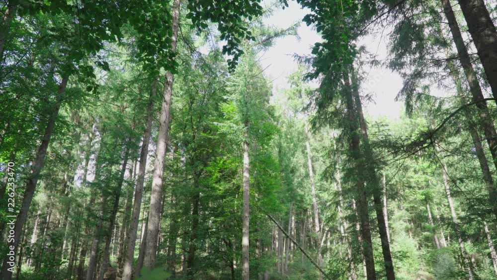 Panorama of a European forest in late summer Panorama of a European forest in late summer