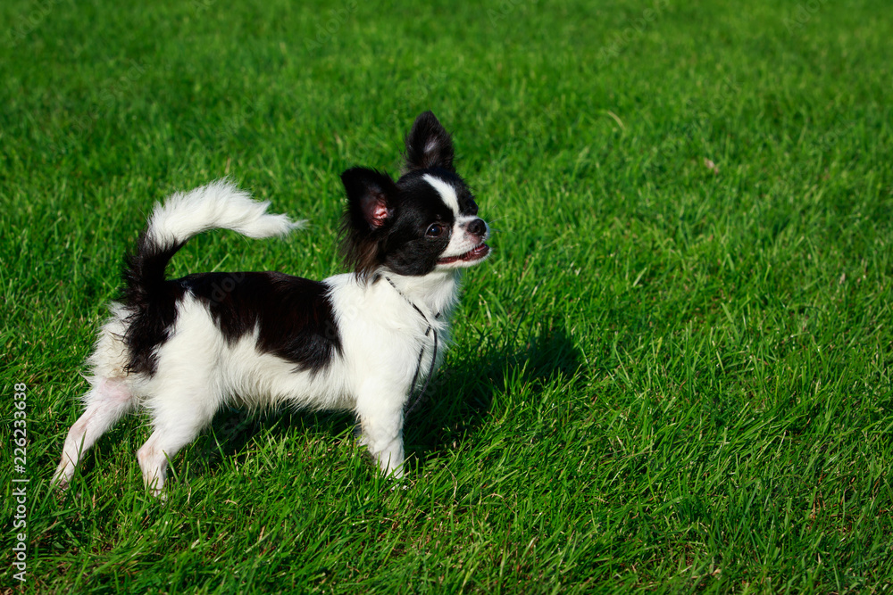 Dog breed Chihuahua