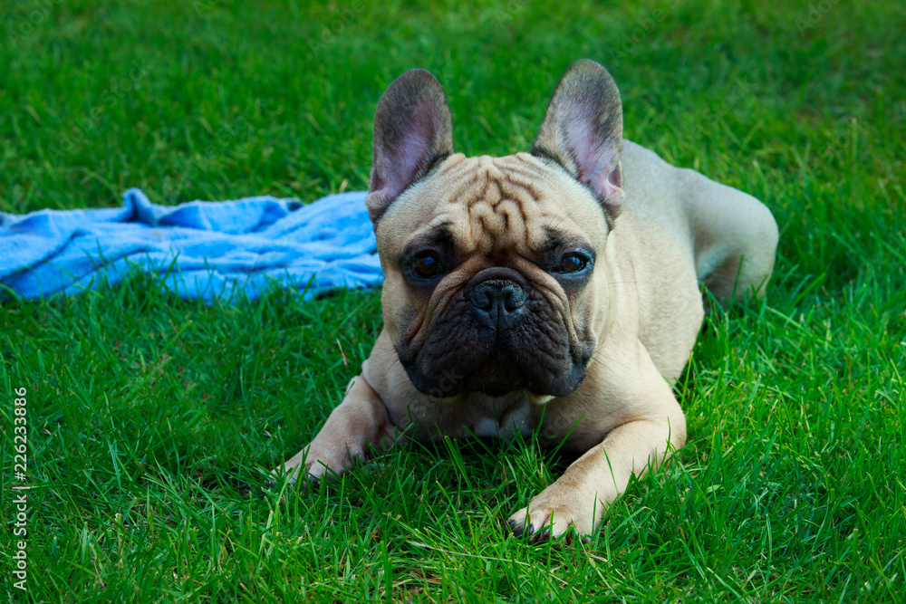 Dog breed French Bulldog