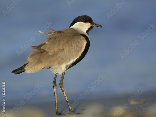 Spur-winged Lapwing or Spur-winged Plover -Vanellus spinosus, Crete 