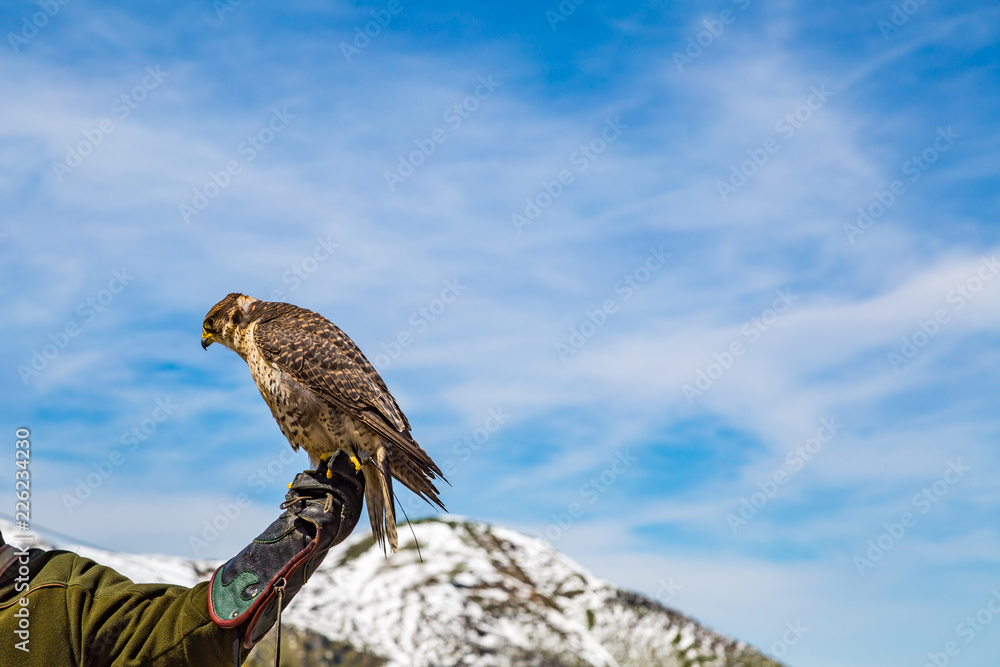 Fototapeta premium eine Falke sitzt auf einem Handschuh von einem Falkner