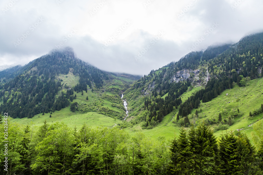 ein Nadelwald in Österreich, im Hintergrund Berge mit Schnee