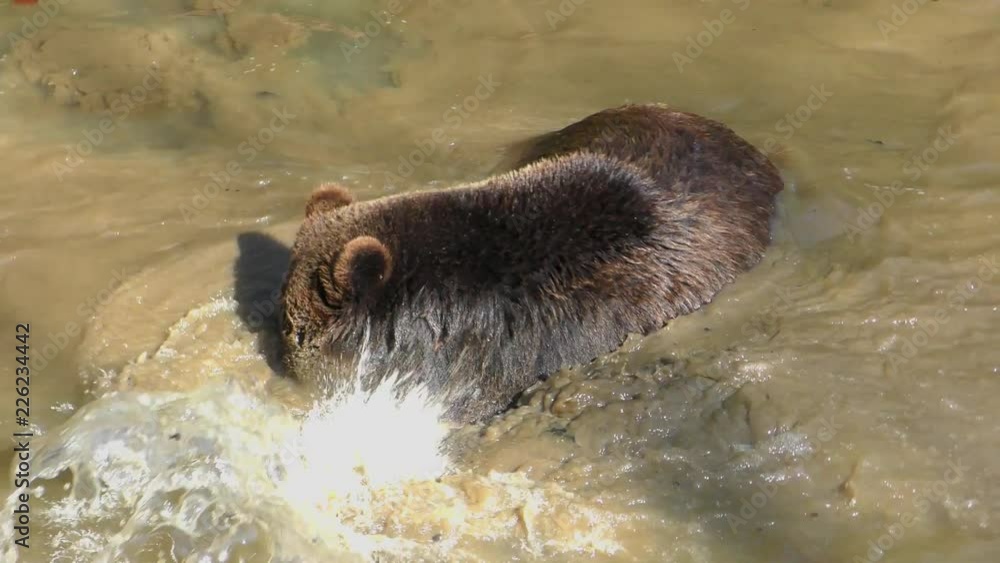 Brown Bears (Ursus arctos) in Lake Clark National Park, Alaska, USA Brown Bears (Ursus arctos) in Lake Clark National Park, Alaska, USA