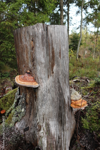 Fungus on a stump in autumn forest