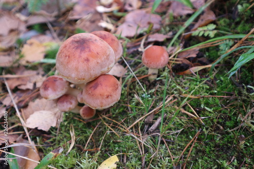 mushrooms in the forest closeup © Sergei Timofeev