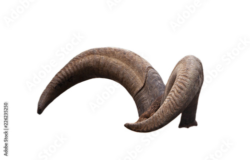 pair of brown goat horns