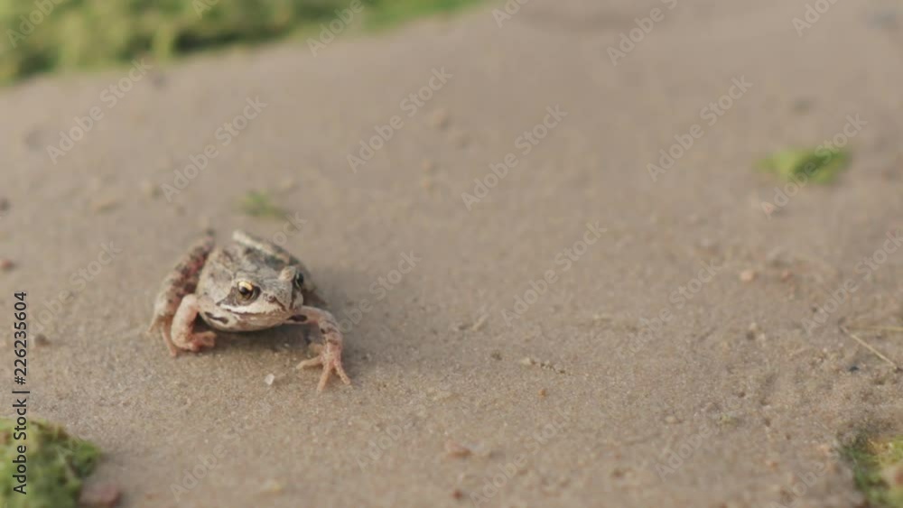 Slow motion handheld small frog sitting on a sand shore Slow motion handheld small frog sitting on a sand shore