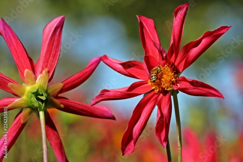 Orchideenblütige Dahlie Honka Red mit Honigbiene 

 photo