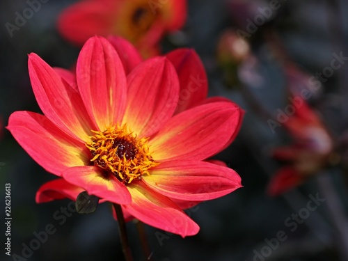 Fototapeta Naklejka Na Ścianę i Meble -  Blühende rote Dahlie 