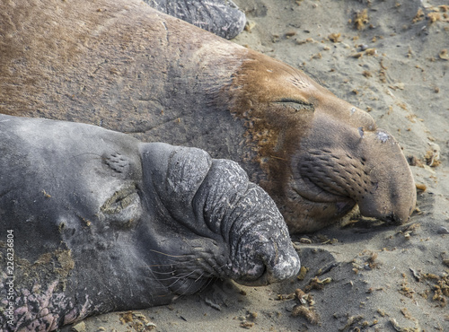 Sea Lions on the beach