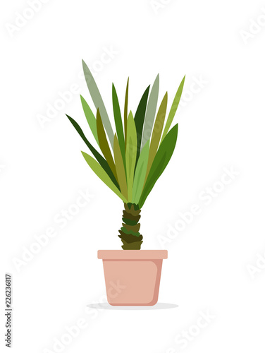 Vector illustration of palm tree in the pot. Palm house window plant Yucca elephantipes in flat cartoon style.