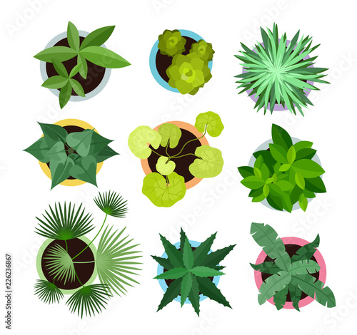 Vector illustration set of different house plants in pots isolated on white background. Top view collection of plants, cactus in flat cartoon style.
