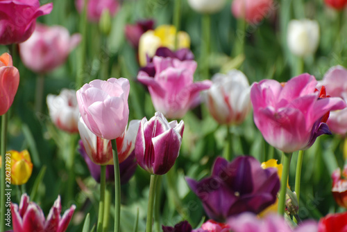 Buntes Tulpenfeld   Colorful tulip field