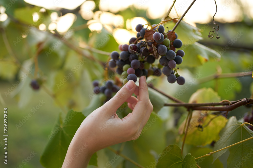 bunch of ripe grapes on a branch