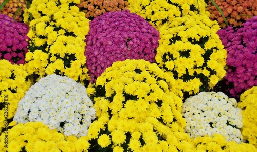 A bed of yellow, white, purple and red garden mums.