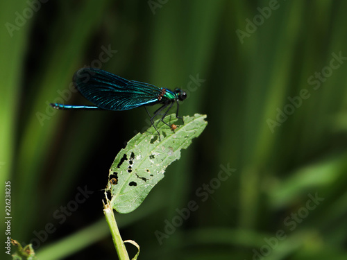 libellula su foglia