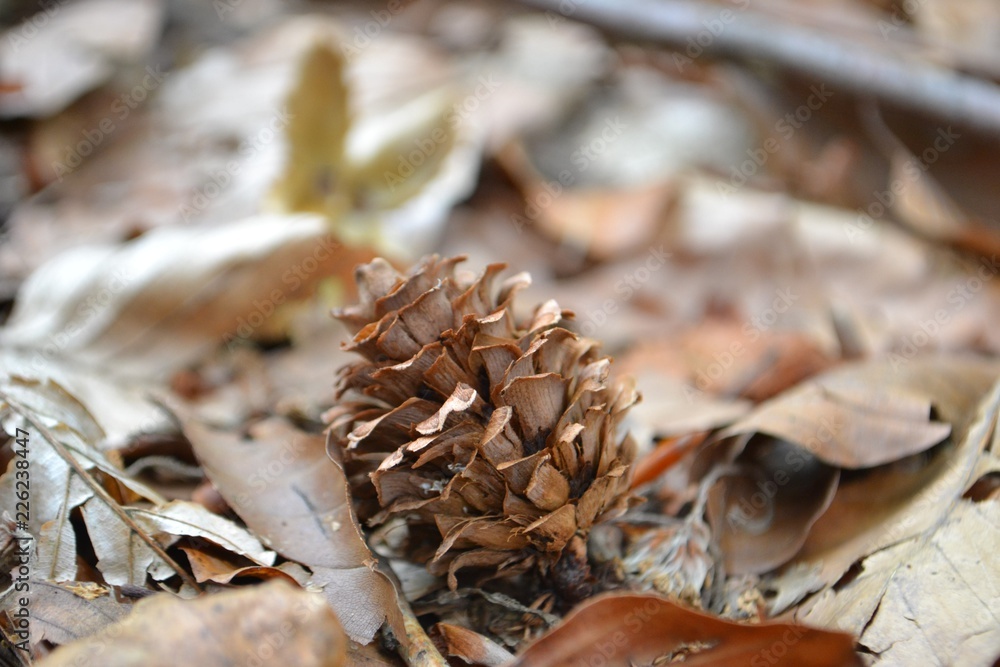 Closeup photograph of a larch cone amidst dry leaves on the ground in a forest.