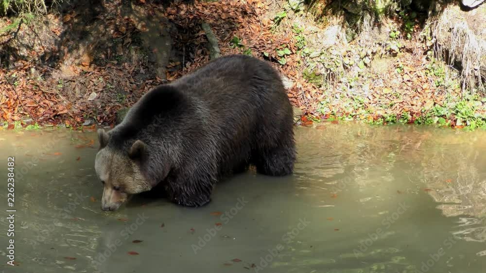 Brown Bear (Ursus arctos) in Lake Clark National Park, Alaska, USA Brown Bear (Ursus arctos) in Lake Clark National Park, Alaska, USA