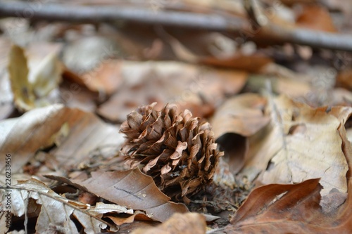 Closeup photograph of a larch cone amidst dry leaves on the ground in a forest.