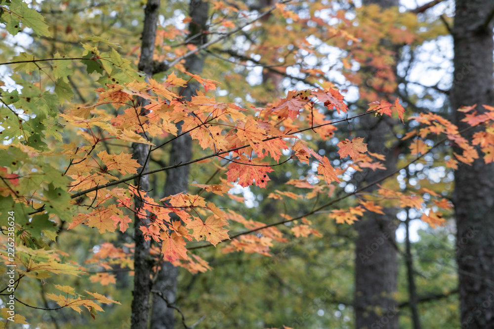Details of colorful fall foliage