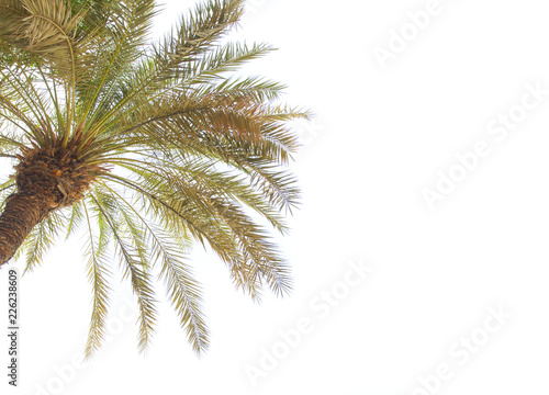 palm tree isolated on white background © Ioan Panaite
