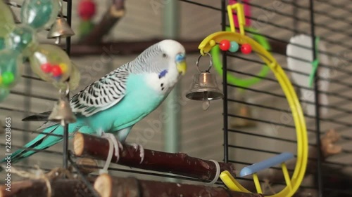 Blue budgerigar flew into the cage and plays a bell