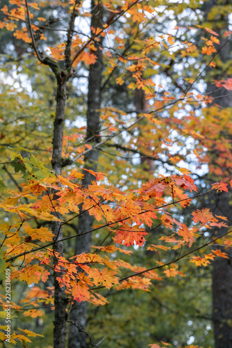 Details of colorful fall foliage