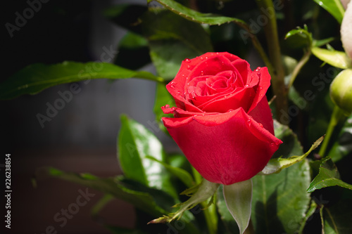 Rosa roja con petalos por abrir  con hojas verdes