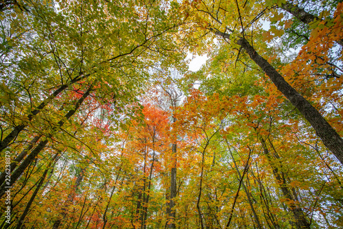 Low angle view up on colorful trees during fall foliage