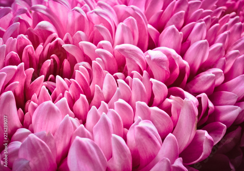 Pink chrysanthemum close-up. Macro photo.