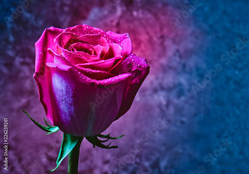 Pink rose bud in dew drops on a dark background of a concrete wall. Romantic evening. Mystical red light. photo