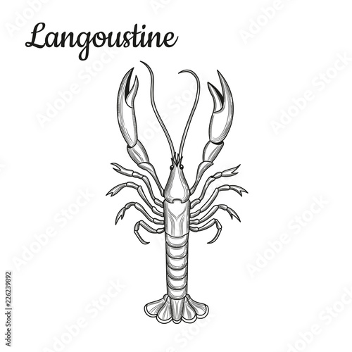 Langoustine. Crustaceans. Seafood. 