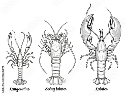Langoustine, spiny lobster, lobster. Seafood. 