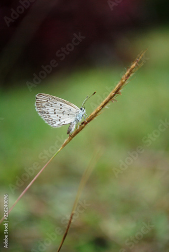 Wallpaper Mural Butterfly on grass flower Torontodigital.ca