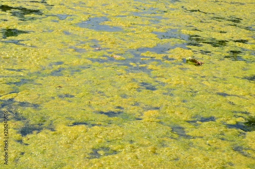 Closeup photograph of an algal bloom in a body of freshwater suffering from severe eutrophication