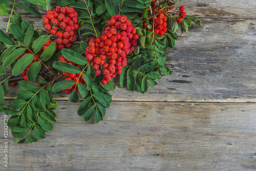 Bouquet of rowan berries with lieaves on old wooden background with copy space