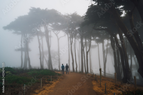 Monterey Cypress Grove in the Fog