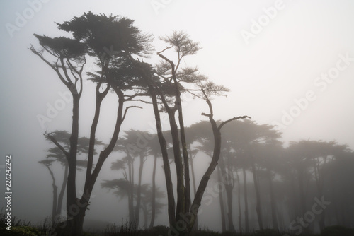 Monterey Cypress Grove in the Fog photo