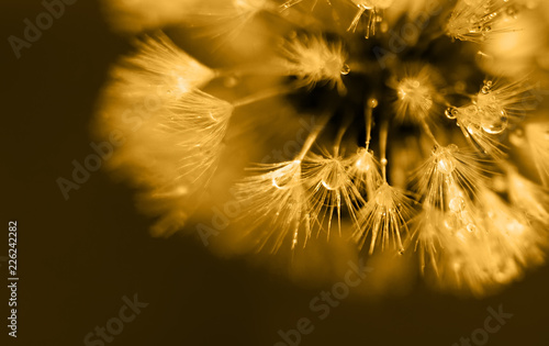 Fototapeta Naklejka Na Ścianę i Meble -  Art photo of dandelion close-up on black background. Drops of morning dew on the dandelion seeds. Monochrome photography.