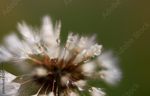 Drops of morning dew on dandelion seeds. Art photo dandelion isolated on the natural blurred background. Closeup. For design, texture, background. Nature.