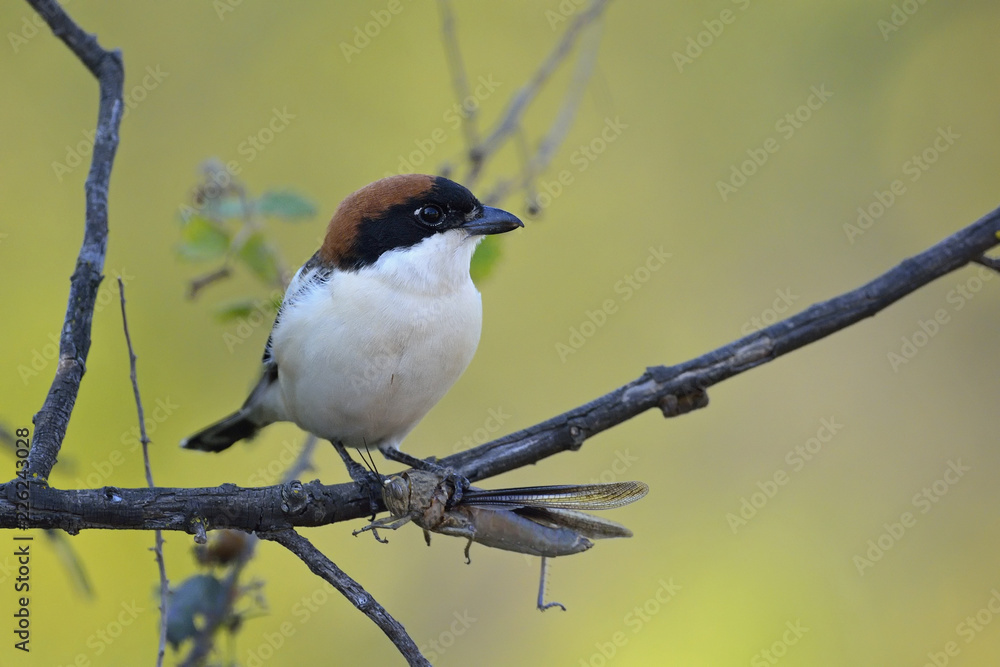 Obraz premium Woodchat Shrike - Lanius senator, Crete