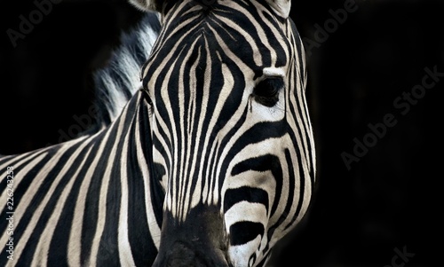 Africa s nature. Zebra geometry.