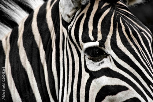 Africa's nature. Zebra geometry.